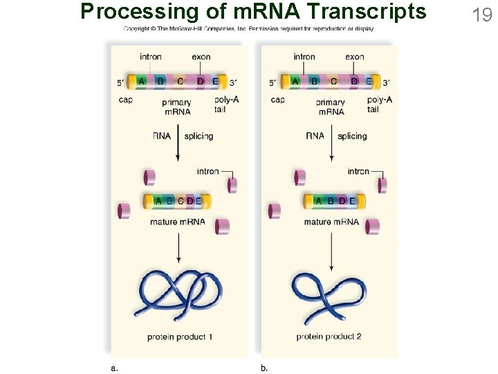 Processing of m. RNA Transcripts 19 