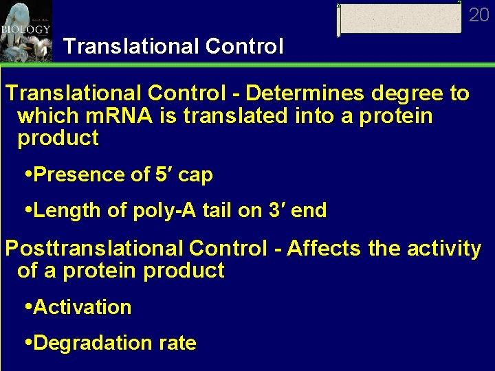 20 Translational Control - Determines degree to which m. RNA is translated into a