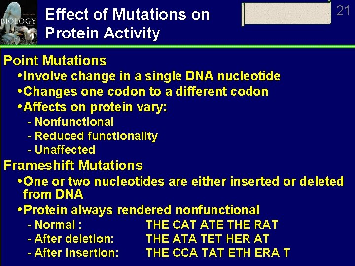 Effect of Mutations on Protein Activity 21 Point Mutations Involve change in a single