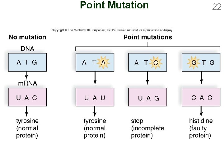 Point Mutation 22 
