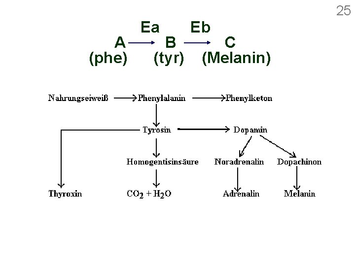 25 A (phe) Ea B (tyr) Eb C (Melanin) 