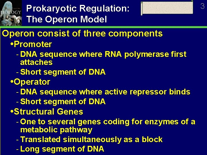 Prokaryotic Regulation: The Operon Model Operon consist of three components Promoter DNA sequence where