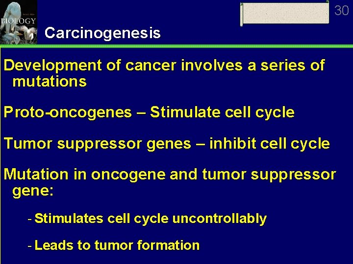 30 Carcinogenesis Development of cancer involves a series of mutations Proto-oncogenes – Stimulate cell