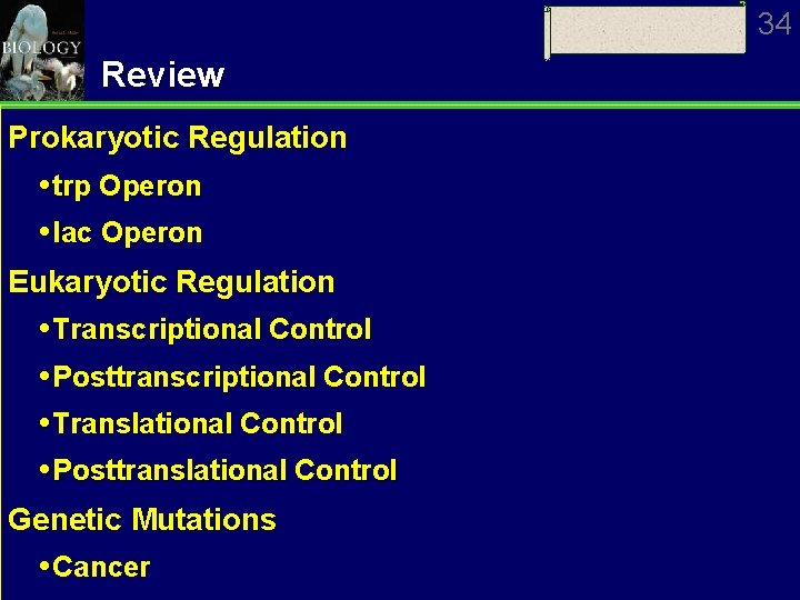 34 Review Prokaryotic Regulation trp Operon lac Operon Eukaryotic Regulation Transcriptional Control Posttranscriptional Control