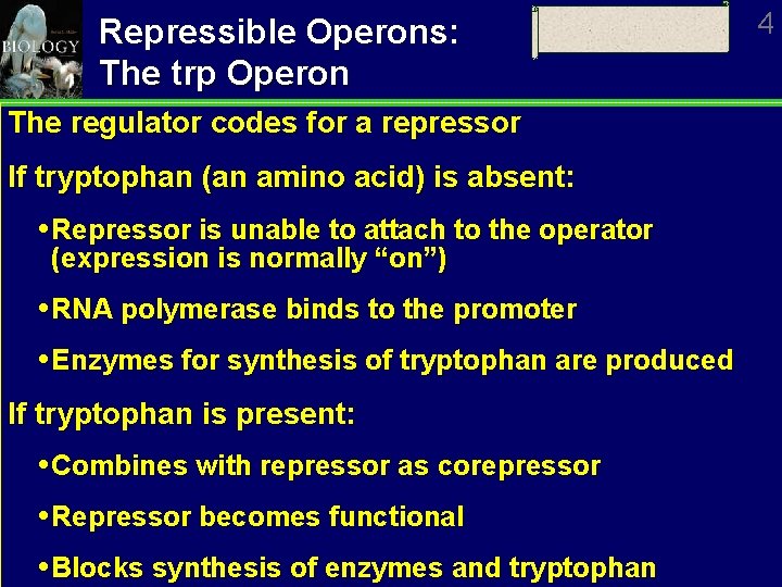 Repressible Operons: The trp Operon The regulator codes for a repressor If tryptophan (an