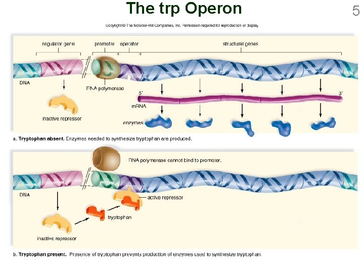 The trp Operon 5 