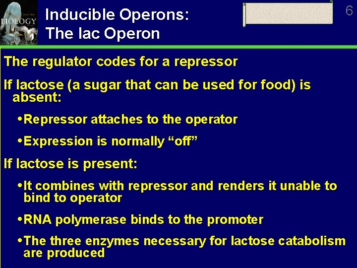 Inducible Operons: The lac Operon 6 The regulator codes for a repressor If lactose