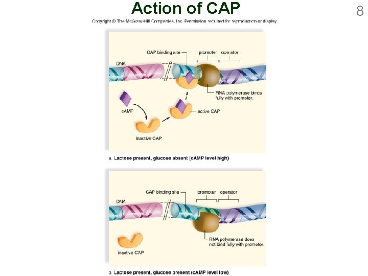 Action of CAP 8 