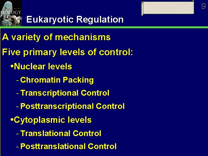 9 Eukaryotic Regulation A variety of mechanisms Five primary levels of control: Nuclear levels