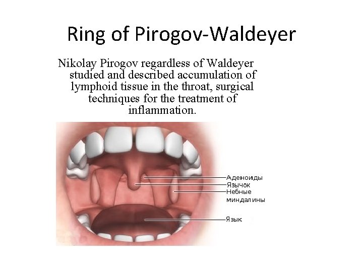 Ring of Pirogov-Waldeyer Nikolay Pirogov regardless of Waldeyer studied and described accumulation of lymphoid Ring of Pirogov-Waldeyer Nikolay Pirogov regardless of Waldeyer studied and described accumulation of lymphoid