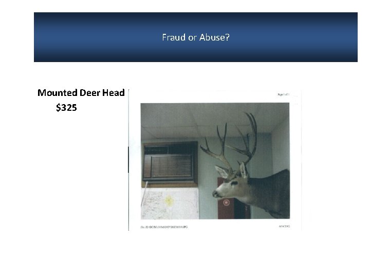 Fraud or Abuse? Mounted Deer Head $325 