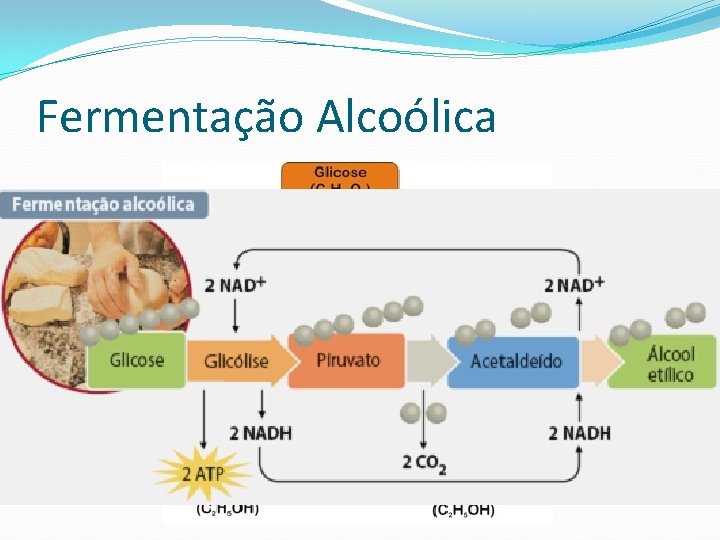 Fermentação Alcoólica 