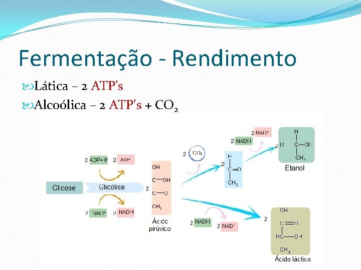 Fermentação - Rendimento Lática – 2 ATP’s Alcoólica – 2 ATP’s + CO 2