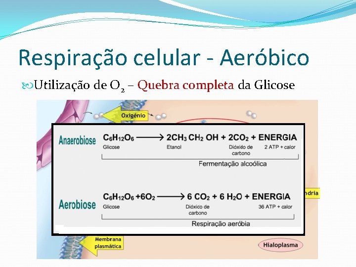 Respiração celular - Aeróbico Utilização de O 2 – Quebra completa da Glicose 