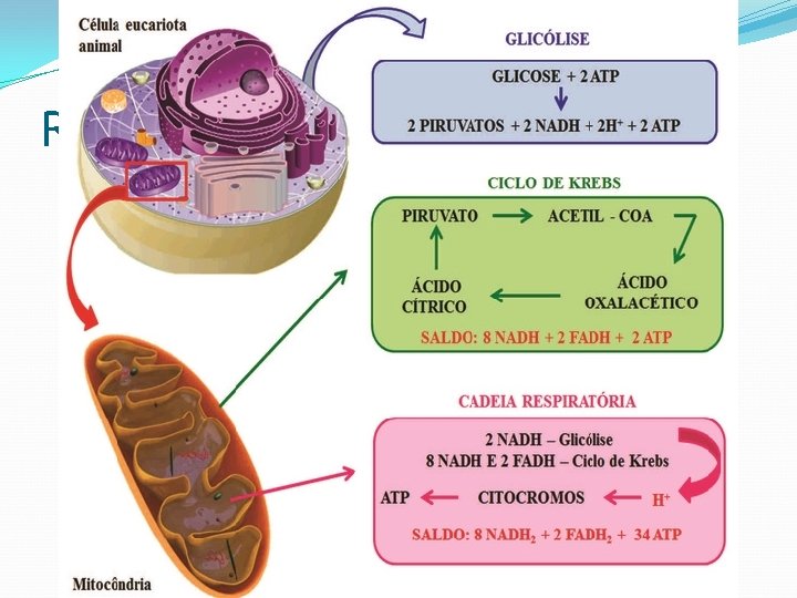 Respiração celular 