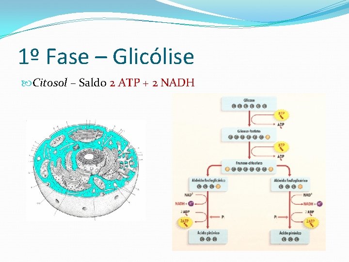 1º Fase – Glicólise Citosol – Saldo 2 ATP + 2 NADH 