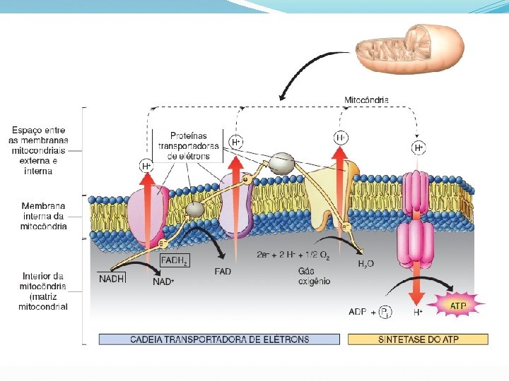 3º Fase – Cadeia Respiratória Cristas Mitocondriais - Saldo 26 ATP 