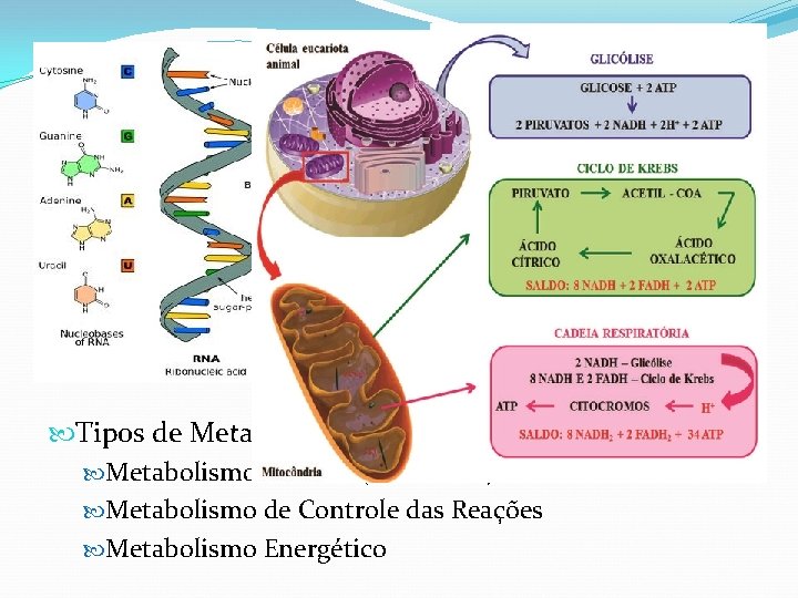 Metabolismo Celular Metabolismo – Conjunto de reações químicas que possibilitam a vida. Tipos de