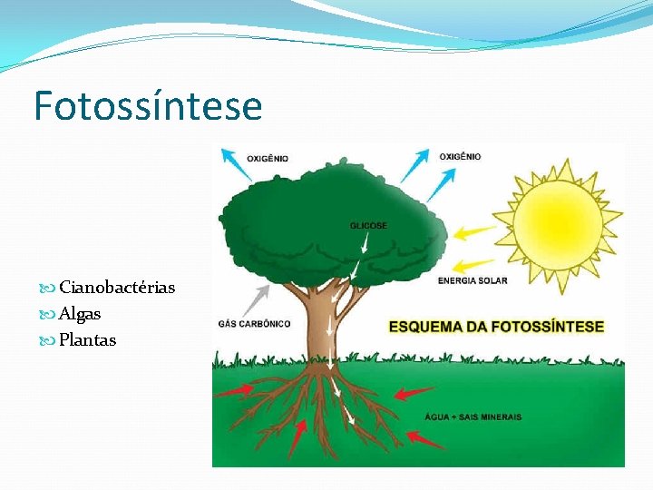 Fotossíntese Cianobactérias Algas Plantas 