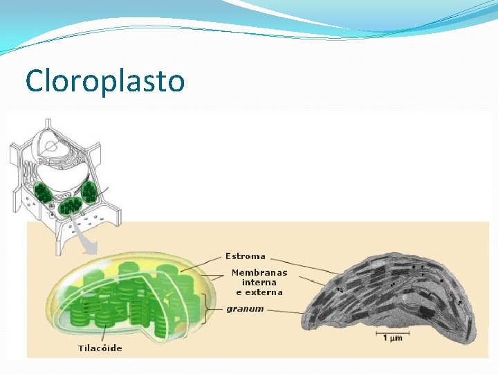 Cloroplasto 