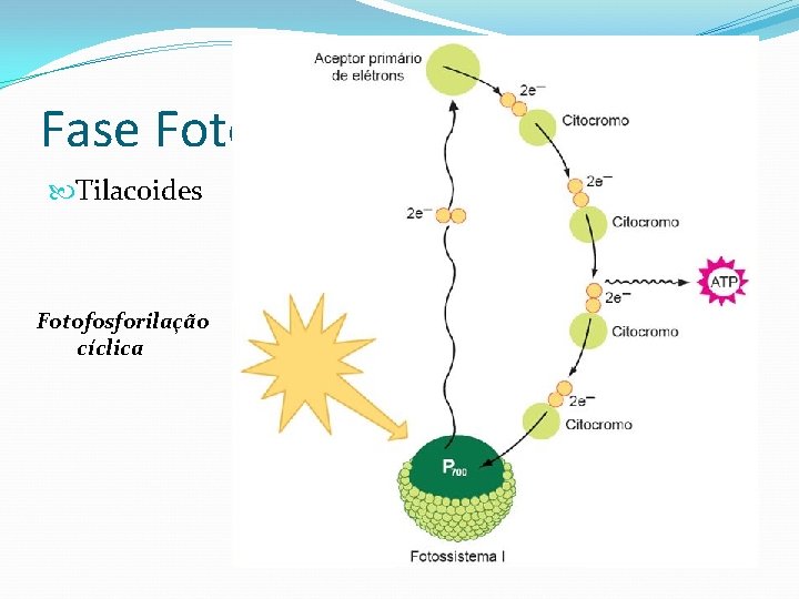Fase Fotoquímica Tilacoides Fotofosforilação cíclica 