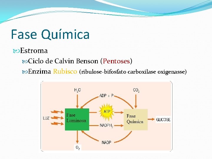 Fase Química Estroma Ciclo de Calvin Benson (Pentoses) Enzima Rubisco (ribulose-bifosfato carboxilase oxigenasse) 