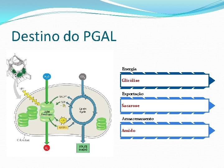 Destino do PGAL Energia Glicólise Exportação Sacarose Armazenamento Amido 