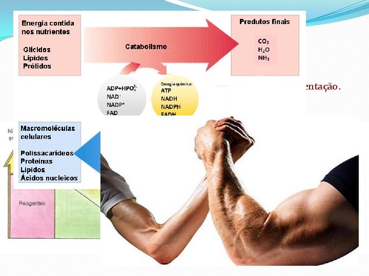 Metabolismo Energético Reação Exergônica/Exotérmica – Respiração Celular ou Fermentação. Reação Endergônica/Endotérmica – Fotossíntese. 