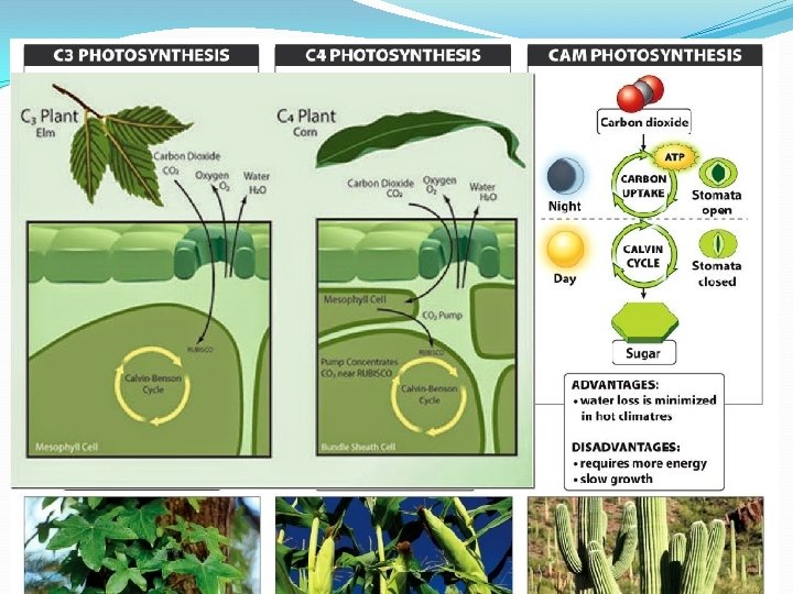 Tipos de Plantas 