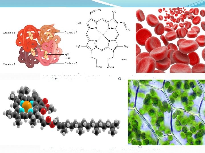 Clorofila Captação da energia luminosa. 