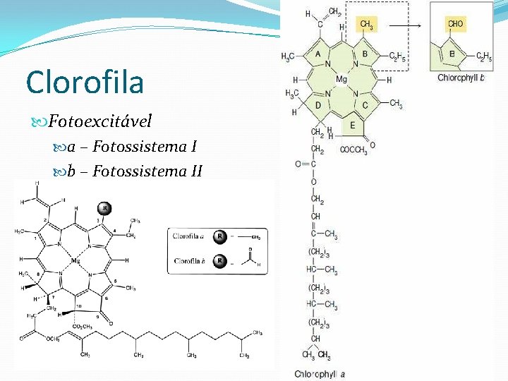 Clorofila Fotoexcitável a – Fotossistema I b – Fotossistema II 