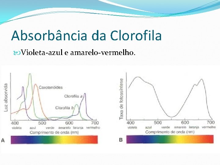 Absorbância da Clorofila Violeta-azul e amarelo-vermelho. 