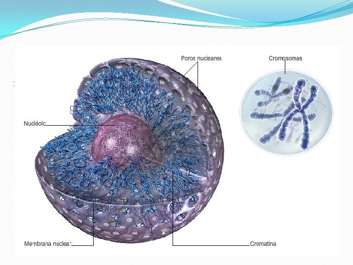 Núcleo Celular Carioteca Lipoproteica Dupla Porosa Conectada com as demais membranas do citoplasma. 