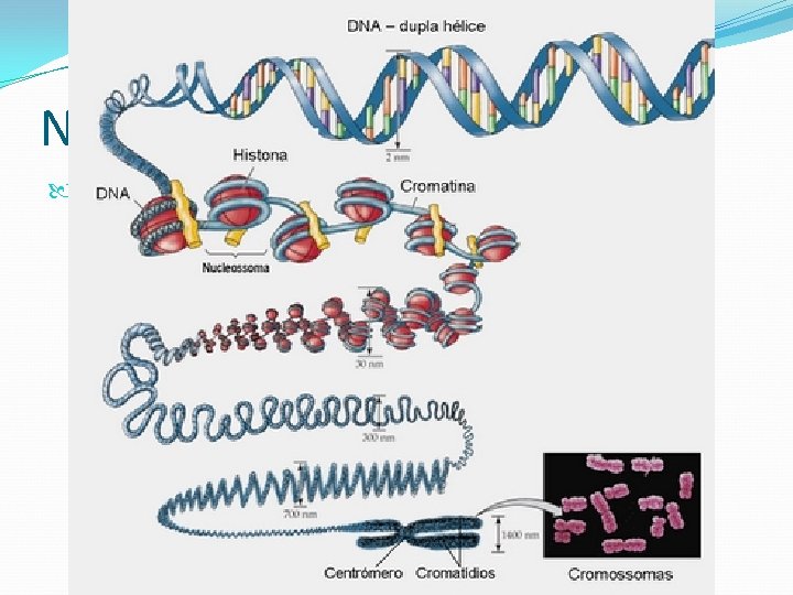 Núcleo Celular Estrutura do cromossomo. DNA Cromatina – Pouco enovelada Cromossomo – Muito enovelado