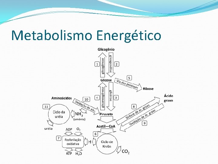 Metabolismo Energético 