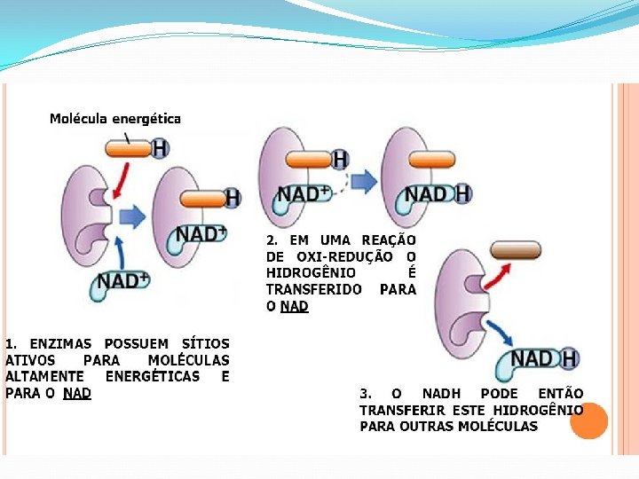 Metabolismo Energético Transferência de energia – Oxirredução. 