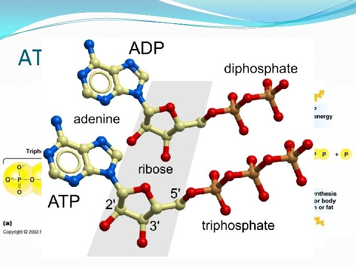 ATP – Adenosina Trifosfato 