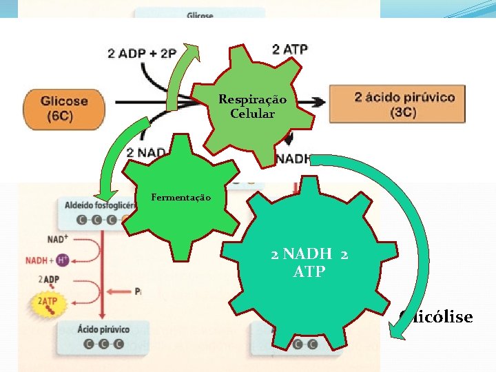 Glicólise – Quebra inicial Respiração Celular Glicose Fermentação 2 NADH 2 ATP Glicólise 