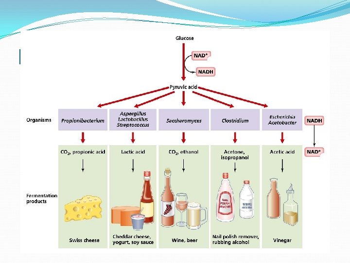 Fermentação – Via Anaeróbica Fermentação Lática – Lactato. Fermentação Alcoólica – Álcool. Fermentação Butírica