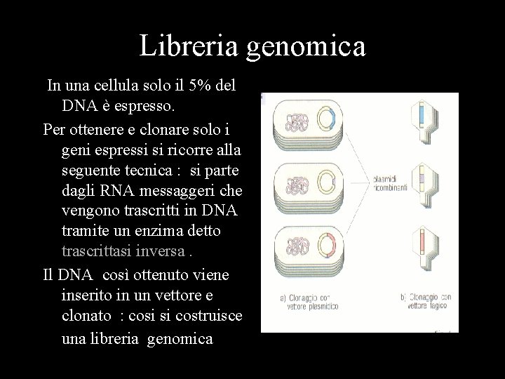 Libreria genomica In una cellula solo il 5% del DNA è espresso. Per ottenere Libreria genomica In una cellula solo il 5% del DNA è espresso. Per ottenere