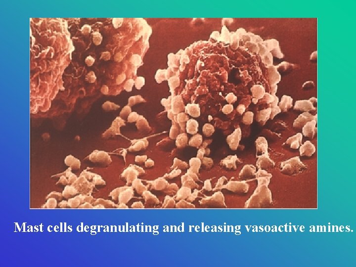 Mast cells degranulating and releasing vasoactive amines. 