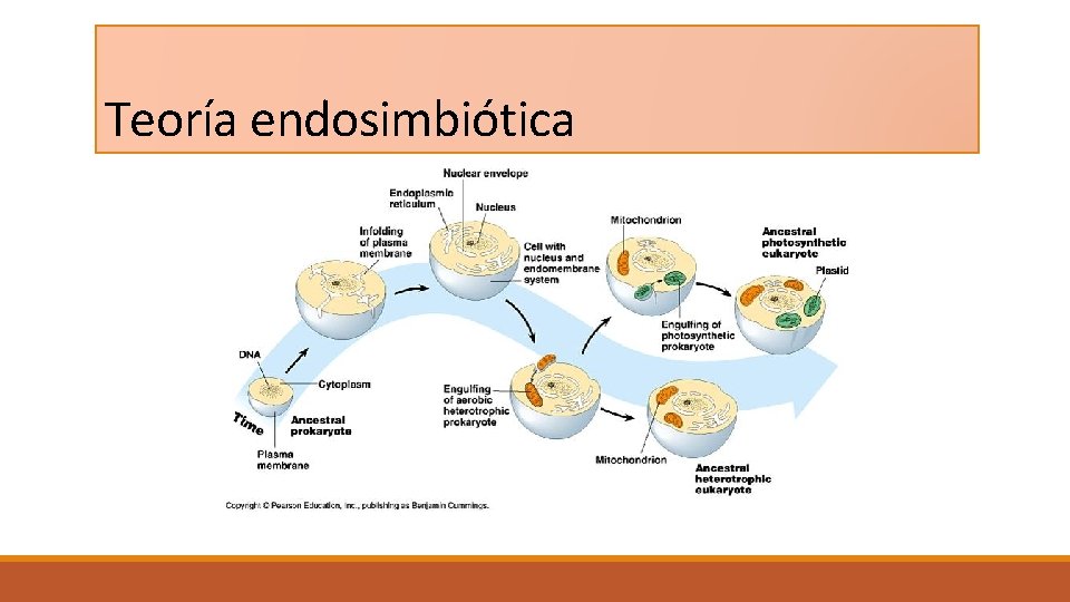 Teoría endosimbiótica 