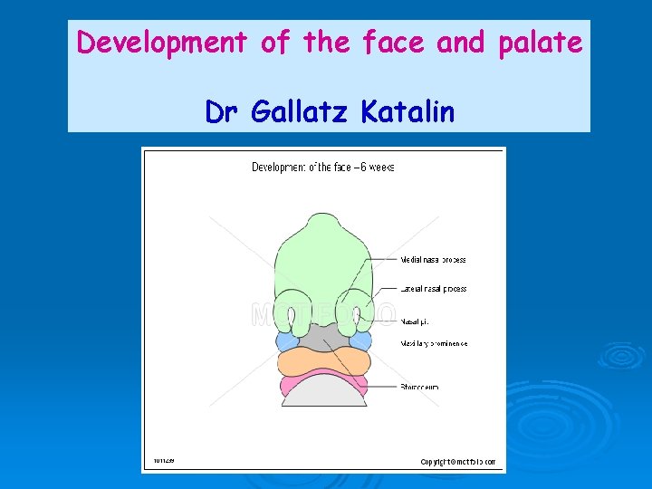 Development of the face and palate Dr Gallatz Katalin 