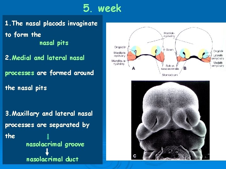 5. week 1. The nasal placods invaginate to form the nasal pits 2. Medial