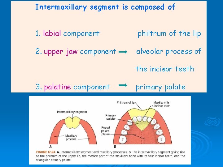 Intermaxillary segment is composed of 1. labial component philtrum of the lip 2. upper