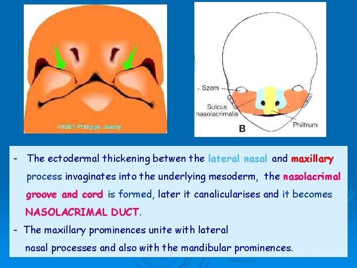 - The ectodermal thickening betwen the lateral nasal and maxillary process invaginates into the