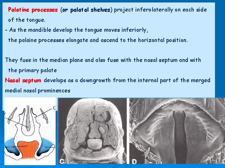 - Palatine processes (or palatal shelves) project inferolaterally on each side of the tongue.