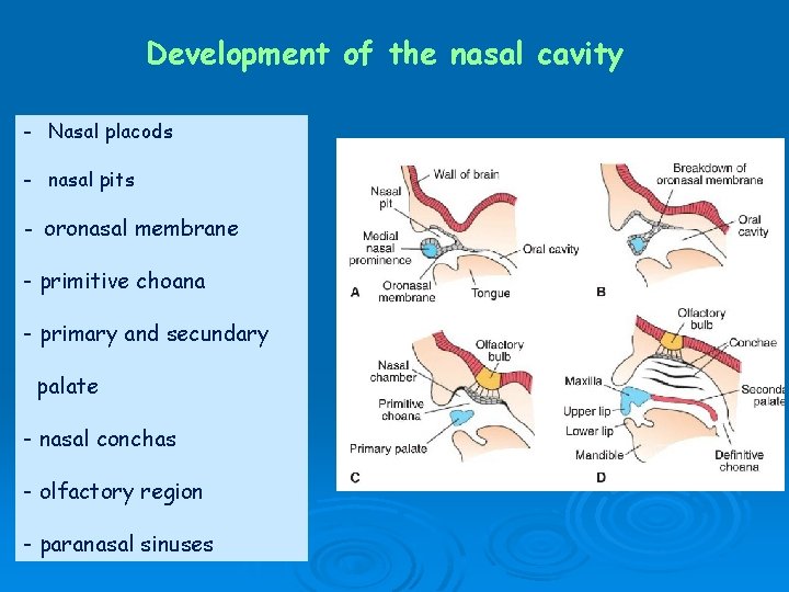 Development of the nasal cavity - Nasal placods - nasal pits - oronasal membrane