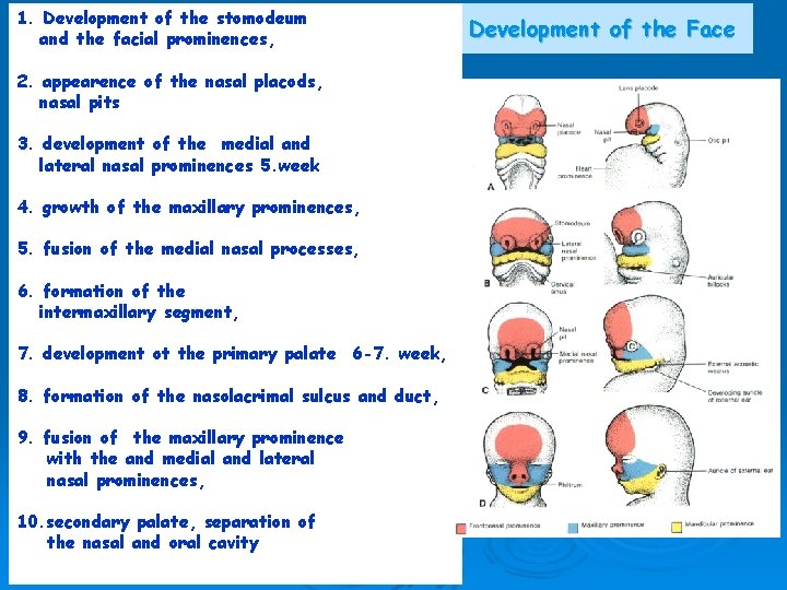 1. Development of the stomodeum and the facial prominences, 2. appearence of the nasal