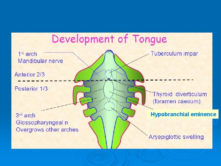 Hypobranchial eminence 